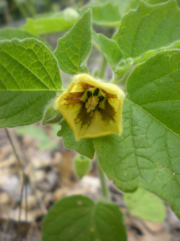 Ground-cherry (Physalis sp.)