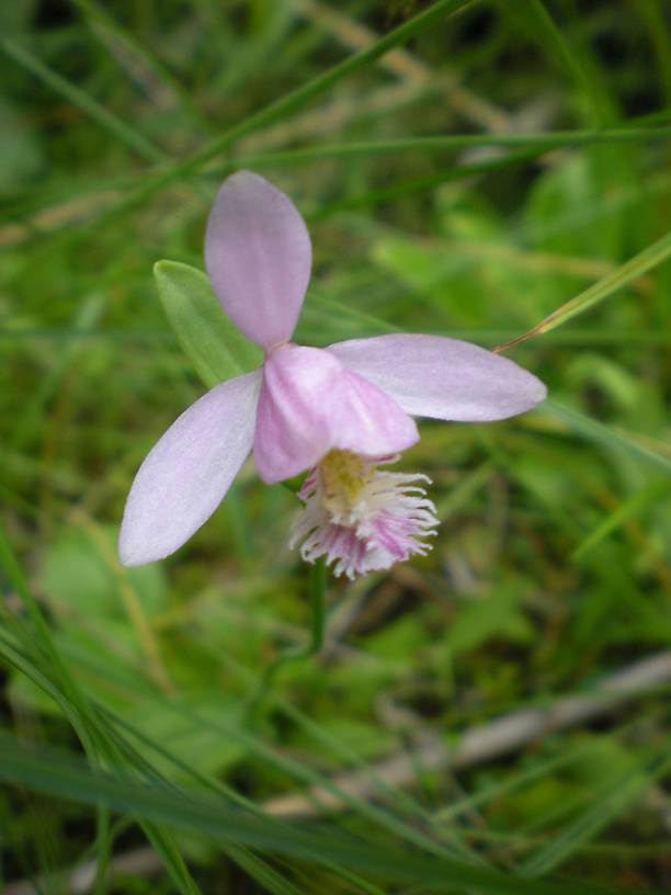 Rose pogonia orchid (Pogonia ophioglossoides)