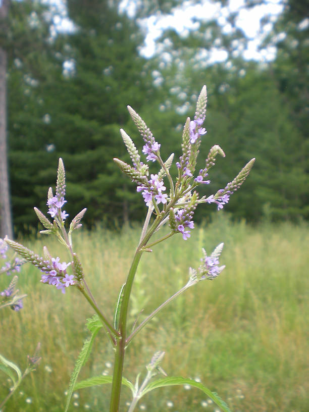 Blue vervain (Verbena hastata)