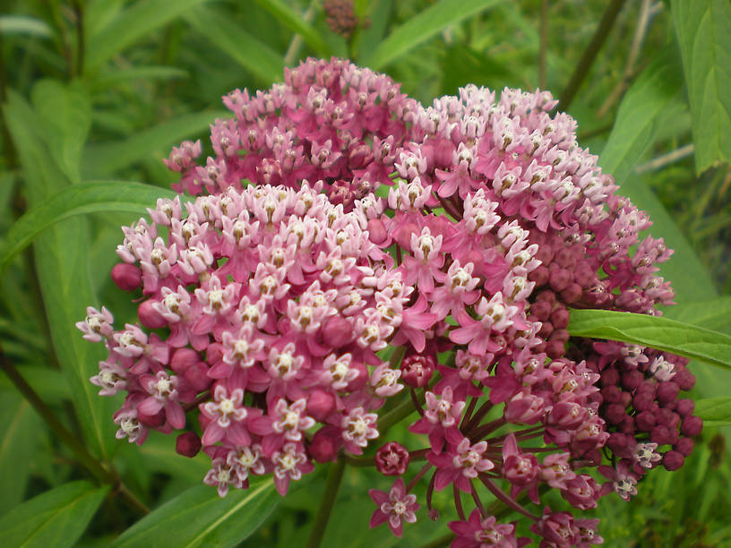 Swamp milkweed (Asclepias incarnata)