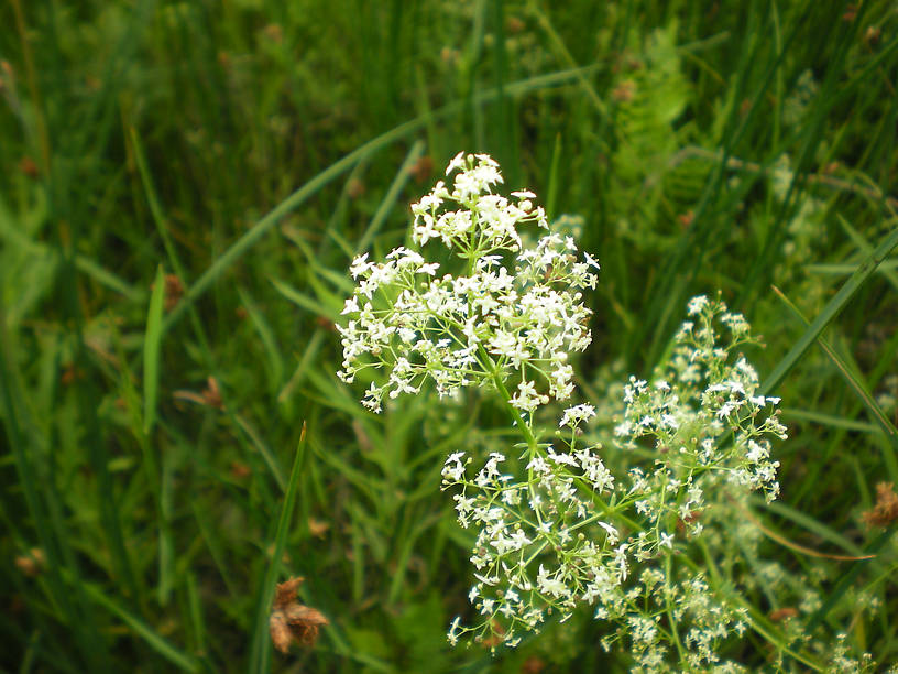 Bedstraw (Galium sp.)