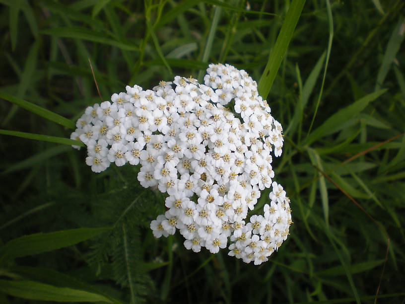 Yarrow (Achillea millefolium)