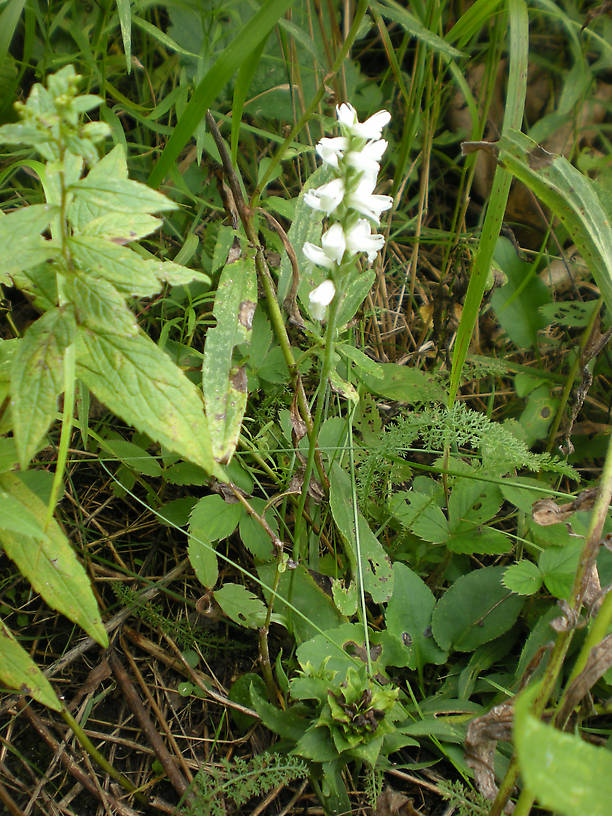 Hey, look at that orchid next to the launch!