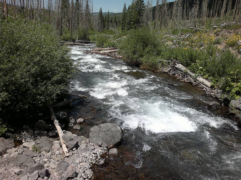 The same stream as the little one pictured above...About 4 miles downstream after several mountain tributaries came in. This part of the stream had less holding water, but some very nice trout for this altitude in the few  good pools. This is just about 50 yards above where the river flows out of the wilderness area, and is the last public, fishable water for many miles.