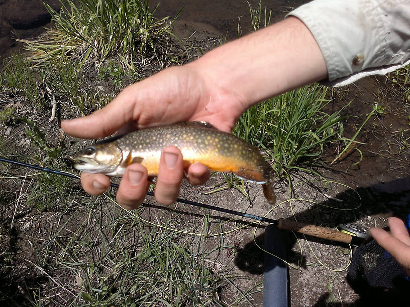 A brook trout from the section of stream in the picture directly above this one. Taken on a #18 Caddis Pupae fished below a #12 Parachute Adams.