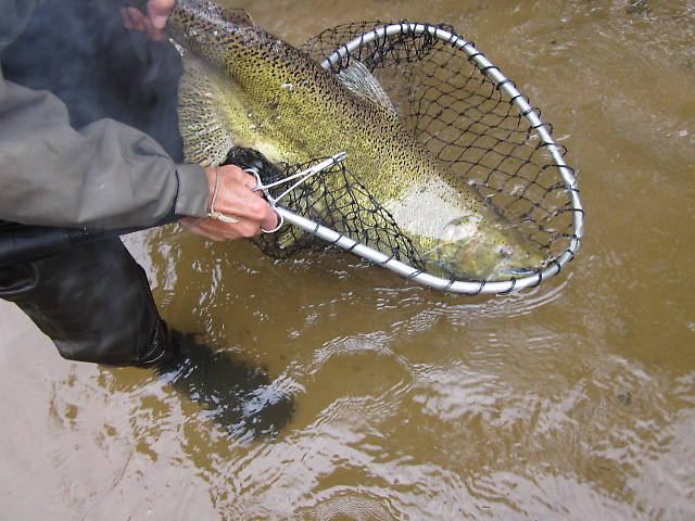 This fish was caught upstream and around the head of the island at the Green Cottage access. It took me downstream, in front of other anglers, and around the island before it was stopped. All-the-while the 70 year old+ Doug was running a head of me yelling for me to keep up...