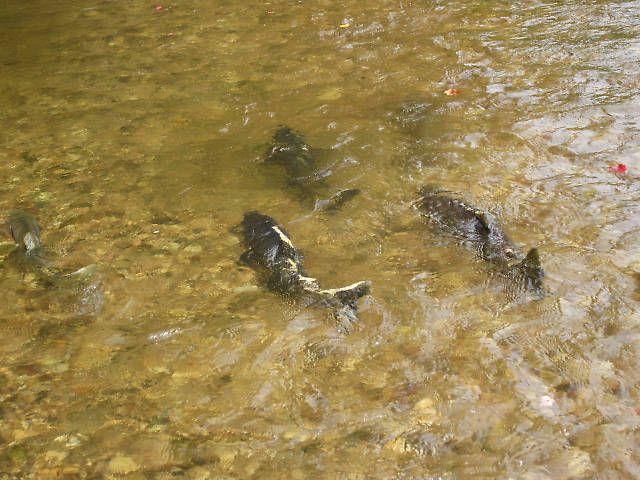 These fish are called "skunks". They are smaller males just about tapped out with spawning. They turn black with white trim...Skunk like...They are on auto-pilot. In the last throes of dying. Their little brains filled with the reverie of the spawning dance. You could practically walk up and touch them.