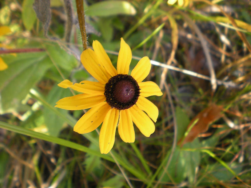 LATE black-eyed Susan