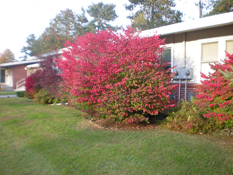 Burning bushes in front of my house