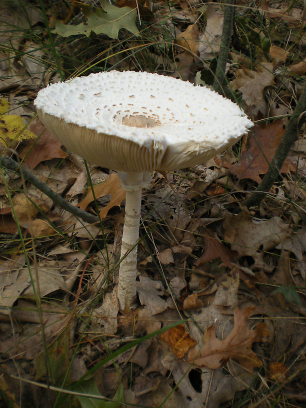 Parasol mushroom (Lepiota procera)