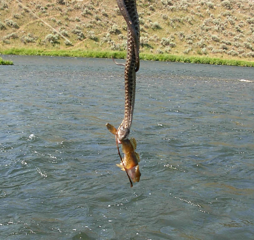 Snake with sculpin minnow.