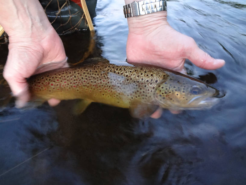 Frank releasing a fantastic brownie.