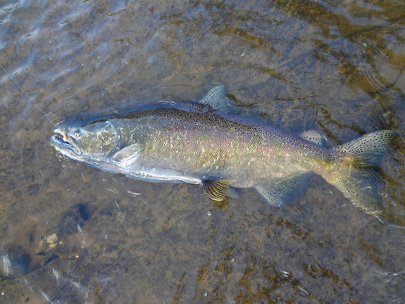 This guy had some reddish coloration on his sides. 