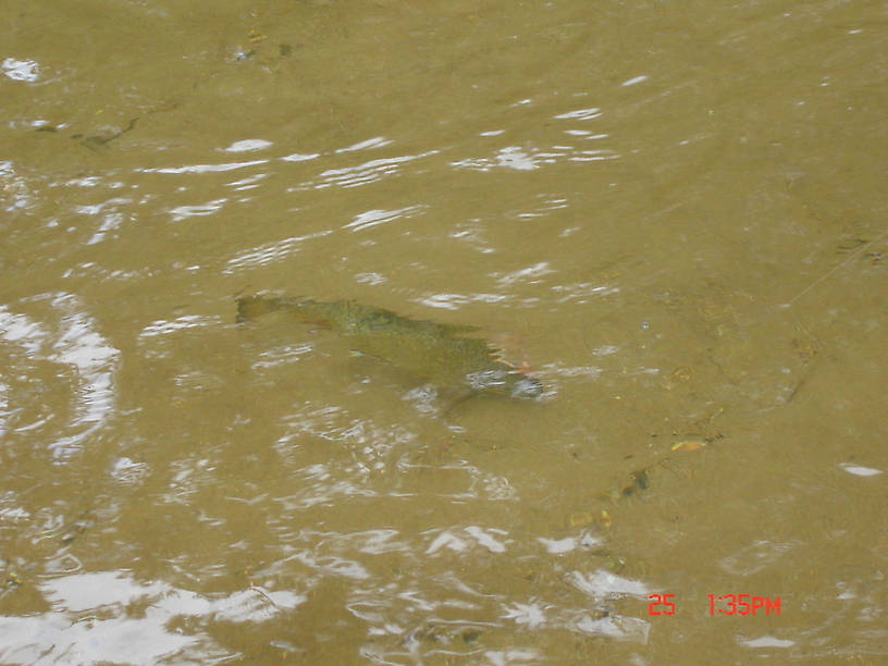 Picture of a Brookie