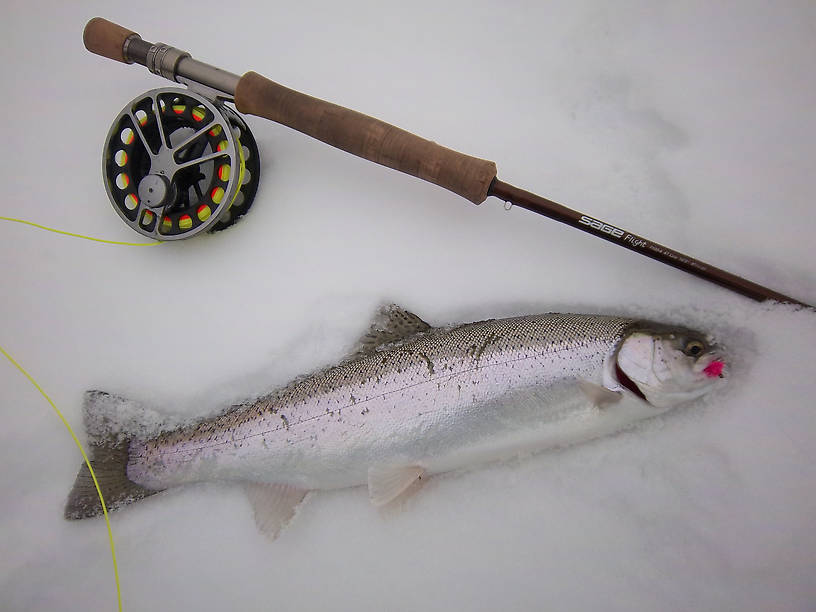 First Steelhead of 2011.