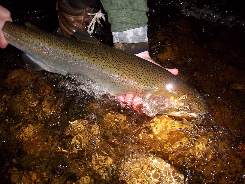 I remember this morning... waking up at 4:30 to get there at sun up to find the unspooked fish and throwing them single egg pattern with no indicator.  Talk about waking you up! So much fun!