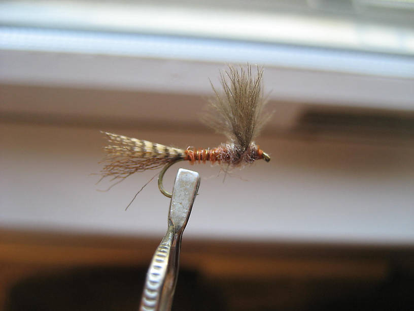 Side view CDC Red Quill