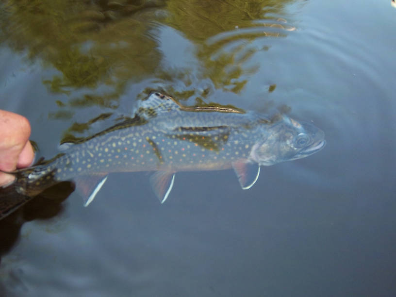 great color on this big native.