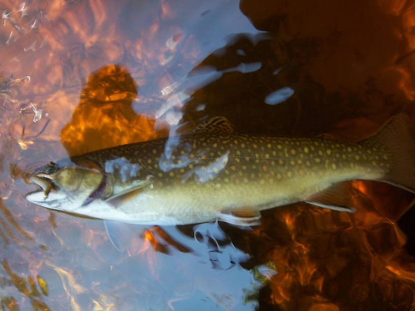 Giant hen brookie.