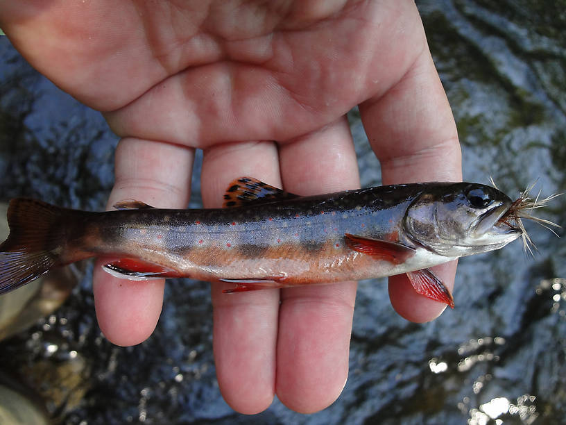 About 5 inches and has some of the prettiest coloration for a fish that size.  Out of a U.P. river right next to a city and totally native.