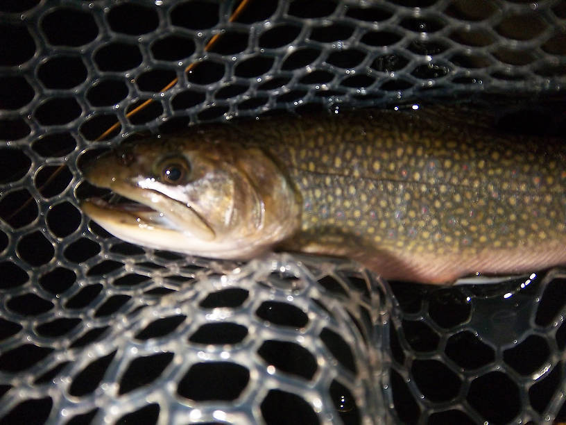 Big Brook Trout at dusk.