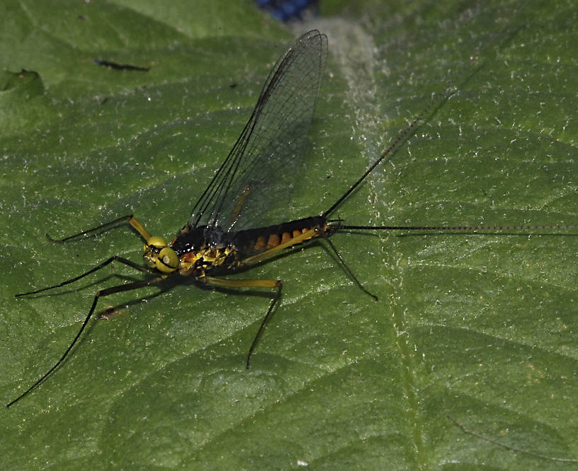 Heptagenia culacantha imago from the Susquehanna River.