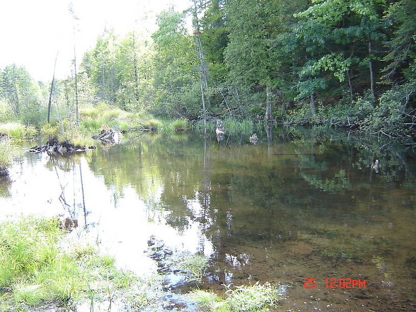 I caught a lot of brookies in this backwater