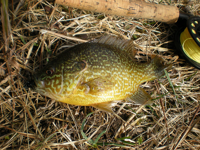 Nice pumpkinseed from Clark's Marsh on an all-black #10 Woolly Bugger