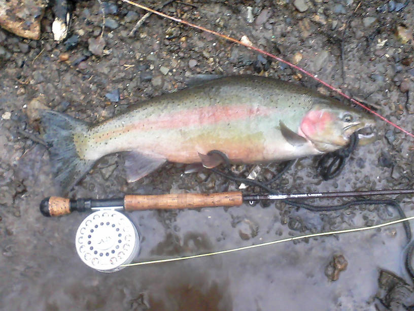 this fish somehow escaped a fisherman's plate and I ended up catching it. I remover the stringer and released the fish. 