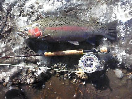 this fish I caught and released three different times and I have a pitcher of it each time.  