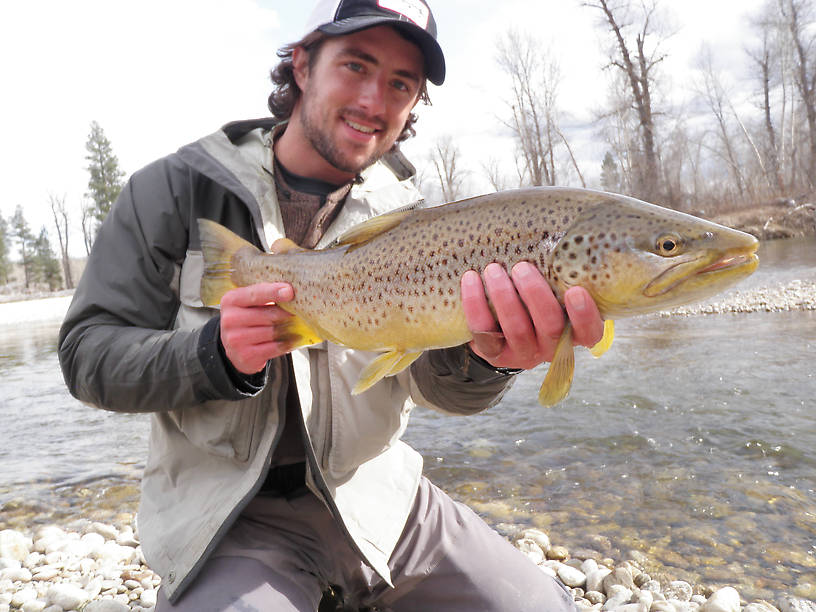 This big female just broke the scale at mere cm's below 25 inches, the largest brown of the semester so far...so far ;) 