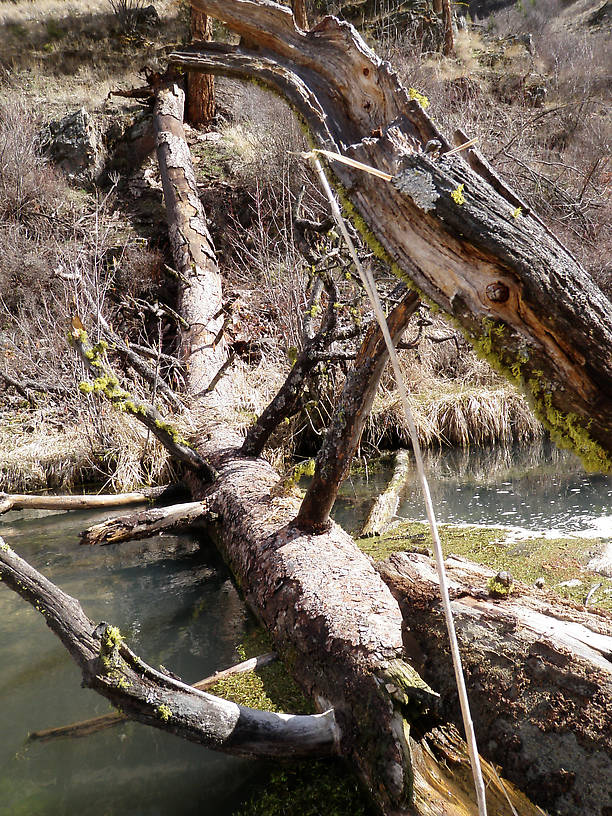 Great pool on a small spring creek.  Caught two fish from in front of this log.  Both were hours apart because each one managed to wrap itself up so i had to go in and stir up the pod..