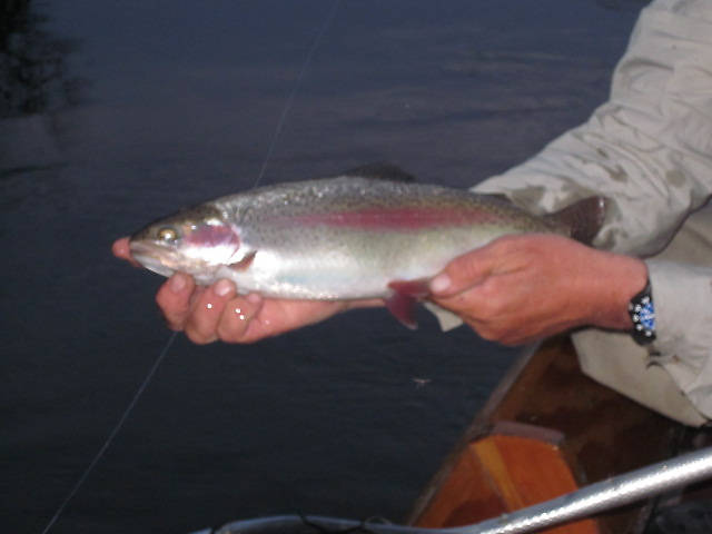 This is my biggest Bow from the upper Au Sable. It absolutely destroyed the pool! My rod tip was pointing east and he was somewhere north jumping two feet out of the water...Then he headed south of us and did it again...The third leap done it in and we finally boated it. Jim kept telling me to land the thing and laughing his, you know what, off. It was like someone had tossed a stump buster in the river. 