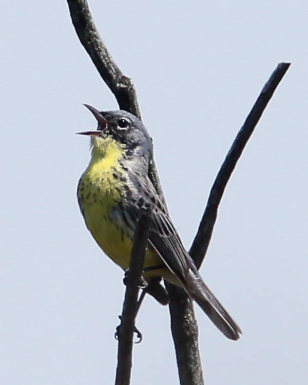 I know this is not a fish but a Kirtland's Warbler (Dendroica kirtlandii). I finally checked this rare bird off my list after talking about it for 20+ years. Took a tour out of Mio with the US Forest Service and spotted maybe 6 different males...Females hadn't showed, but were due any day. This bird was close to extinction and over the years its population has rebounded due to management of Jack Pine habitat and the Cowbird population. This photo was taken by the Shank family who had travelled all the way from Virginia to see this bird...They had some serious camera equipment and were nice enough to email it to me. There was another fella in our tour from CT...All I had was a pair of Zeiss binoc's and felt totally un-prepared in comparisson. The guide did have a nice scope as well.

The Shank family publishes a magazine called "Nature Friend".