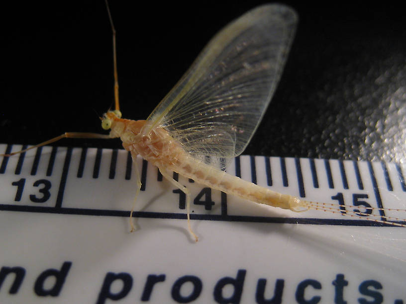 Male Anthopotamus distinctus collected last night